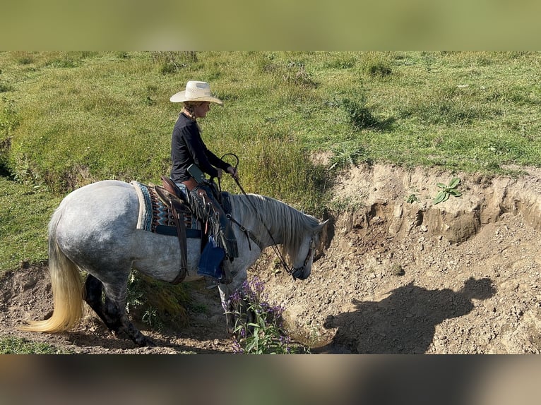 Andaluces Mestizo Yegua 7 años 157 cm Tordo in Chatfield