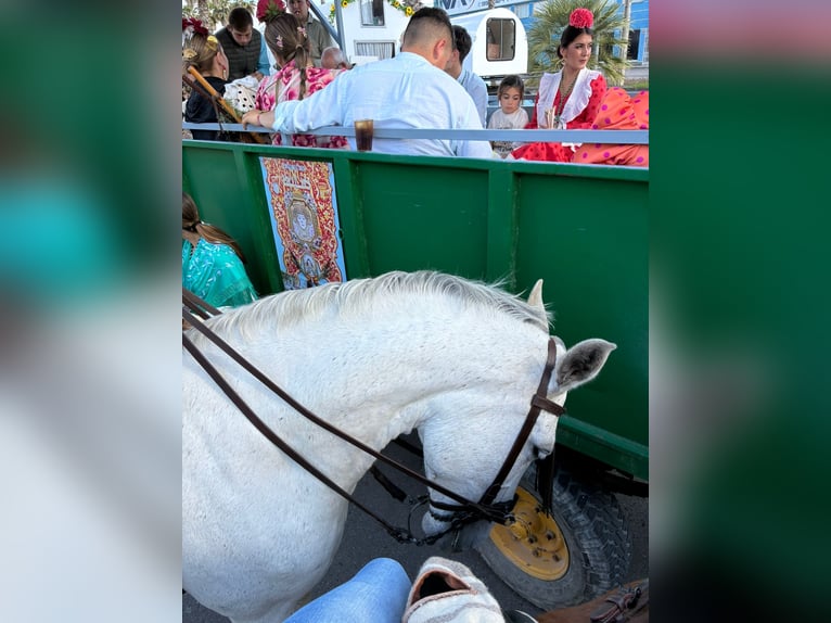 Andaluces Mestizo Yegua 7 años 157 cm Tordo in Lucena