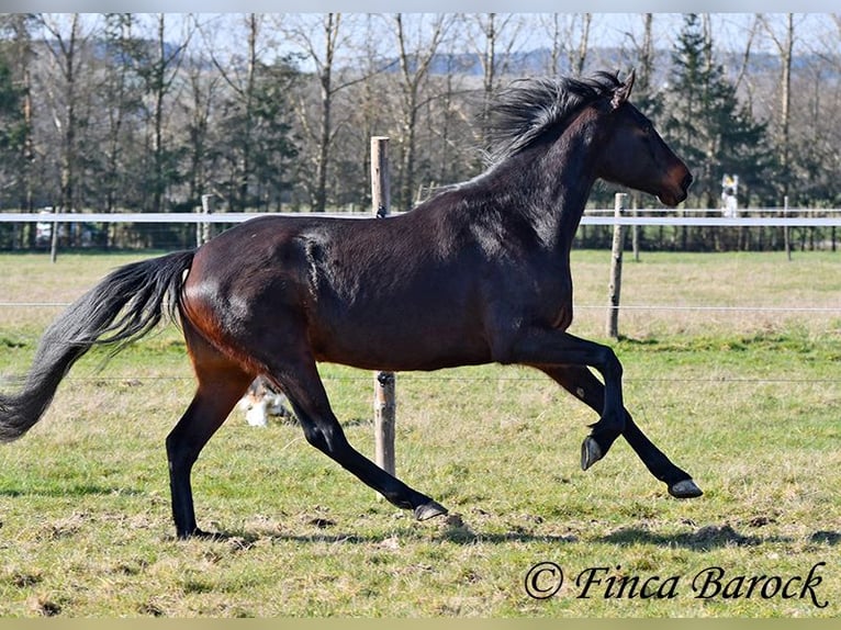 Andaluces Yegua 7 años 159 cm Morcillo in Wiebelsheim