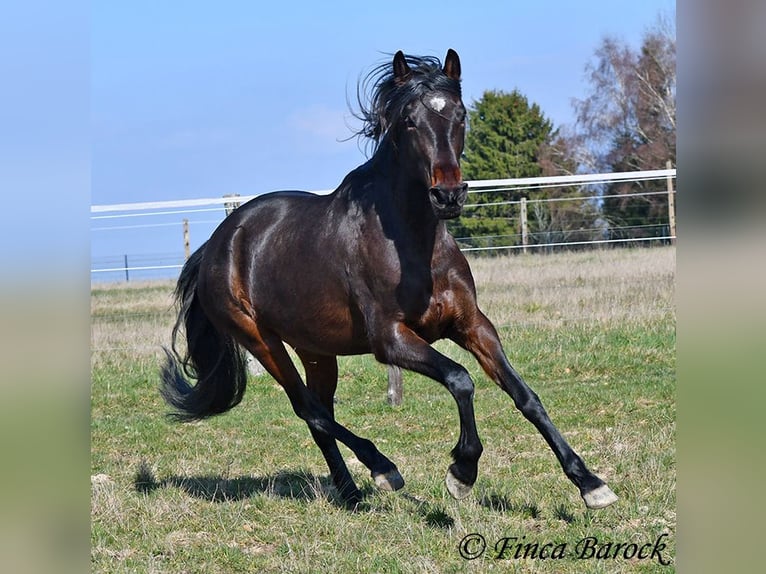 Andaluces Yegua 7 años 159 cm Morcillo in Wiebelsheim