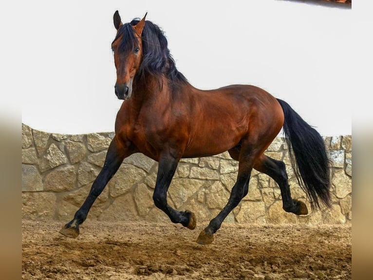 Andaluces Yegua 7 años 163 cm Negro in Alicante/Alacant