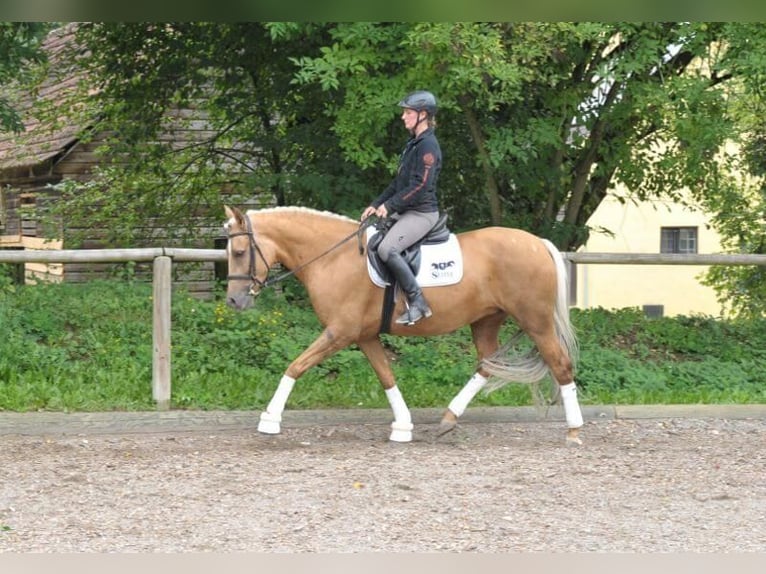 Andaluces Yegua 7 años 163 cm Palomino in Wellheim