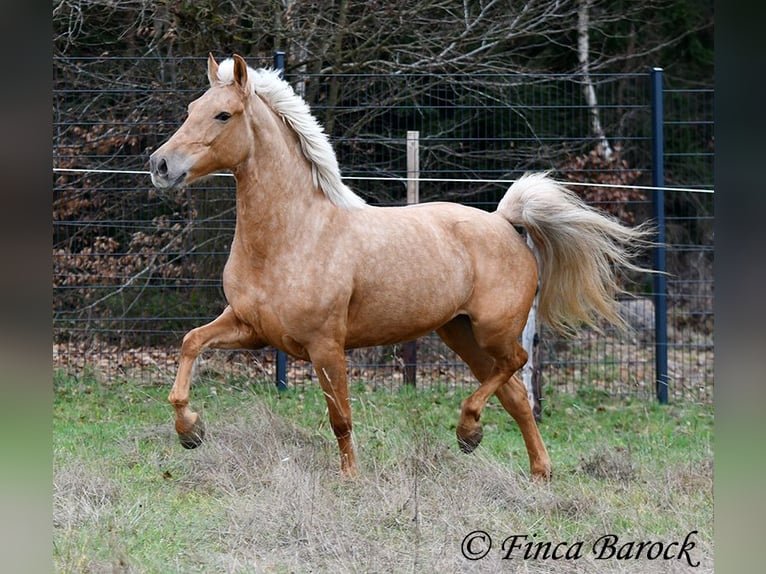 Andaluces Yegua 7 años 165 cm Palomino in Wiebelsheim