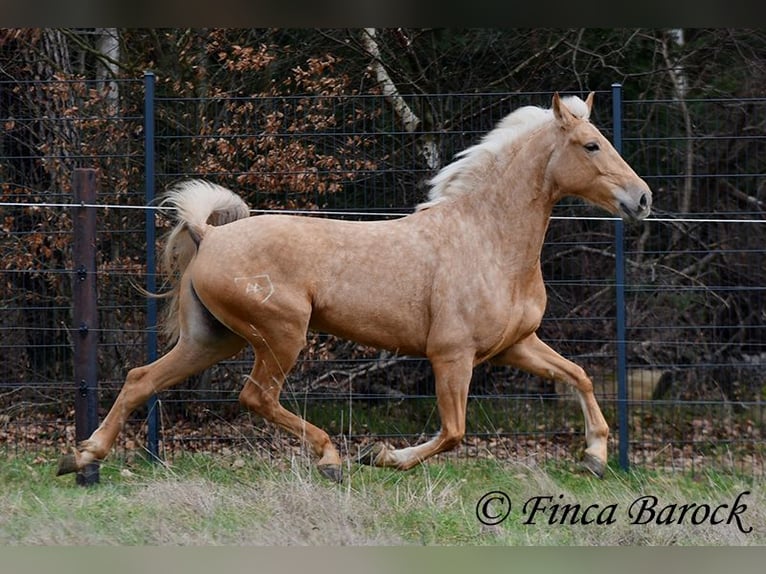 Andaluces Yegua 7 años 165 cm Palomino in Wiebelsheim