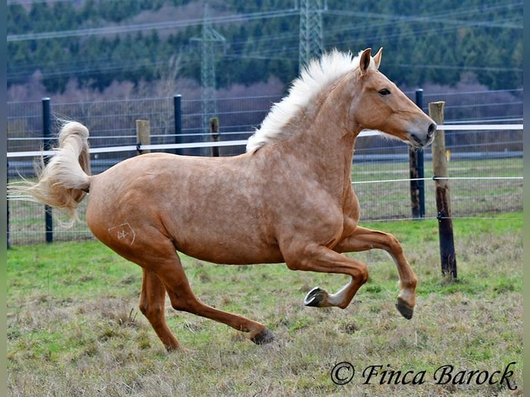 Andaluces Yegua 7 años 165 cm Palomino in Wiebelsheim