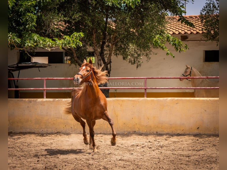 Andaluces Yegua 7 años 167 cm Alazán in Rafelguaraf