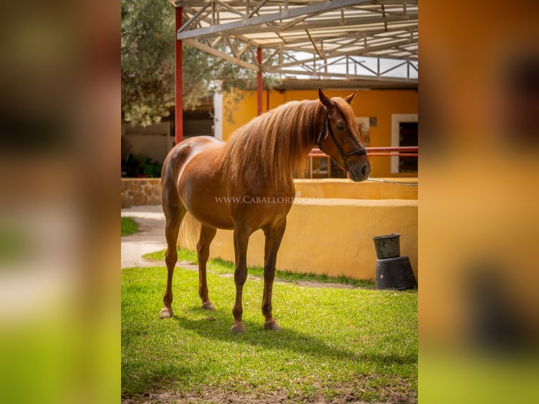 Andaluces Yegua 7 años 167 cm Alazán in Rafelguaraf