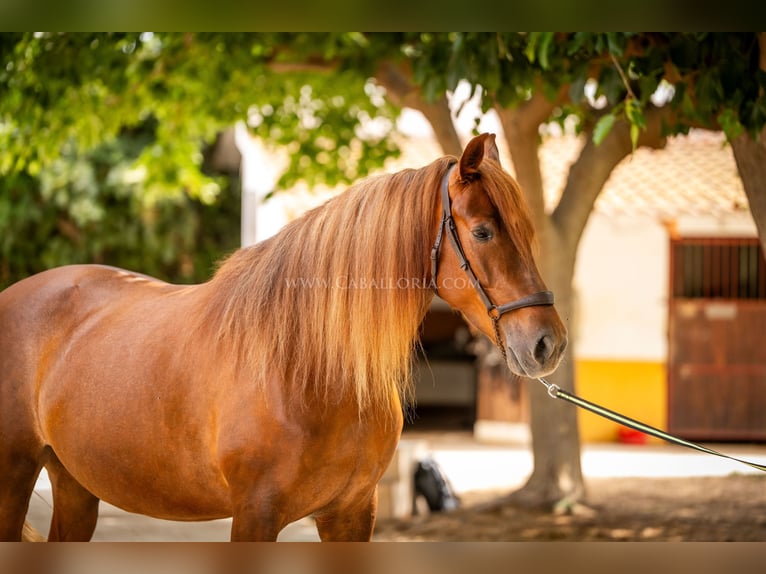 Andaluces Yegua 7 años 167 cm Alazán in Rafelguaraf