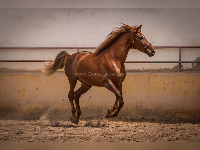 Andaluces Yegua 7 años 167 cm Alazán in Rafelguaraf