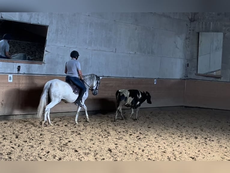 Andaluces Yegua 8 años 154 cm Tordo in Germaringen