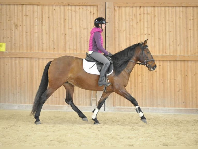 Andaluces Yegua 8 años 155 cm Castaño in Wellheim