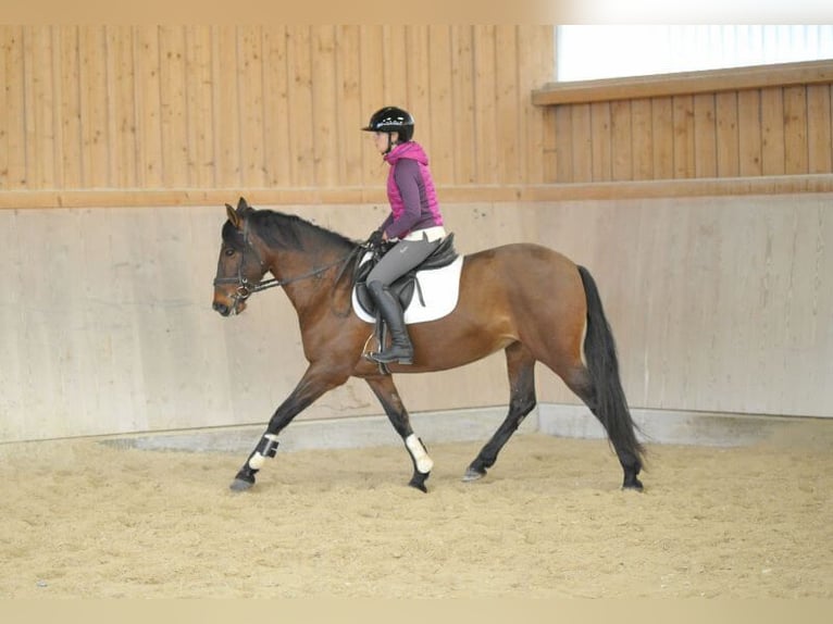 Andaluces Yegua 8 años 155 cm Castaño in Wellheim