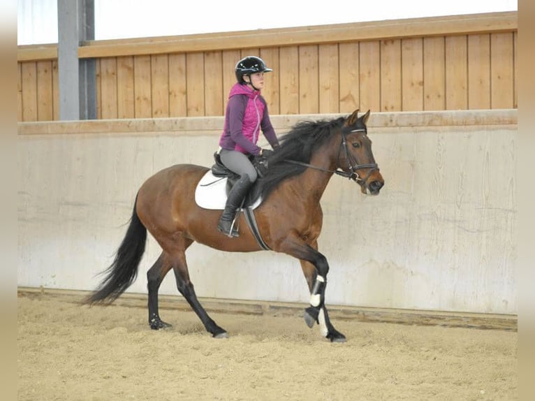 Andaluces Yegua 8 años 155 cm Castaño in Wellheim