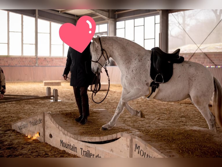 Andaluces Yegua 8 años 155 cm Tordo in Heiden