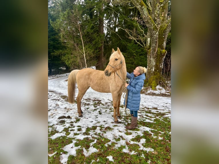 Andaluces Yegua 8 años 158 cm Palomino in Strasswalchen