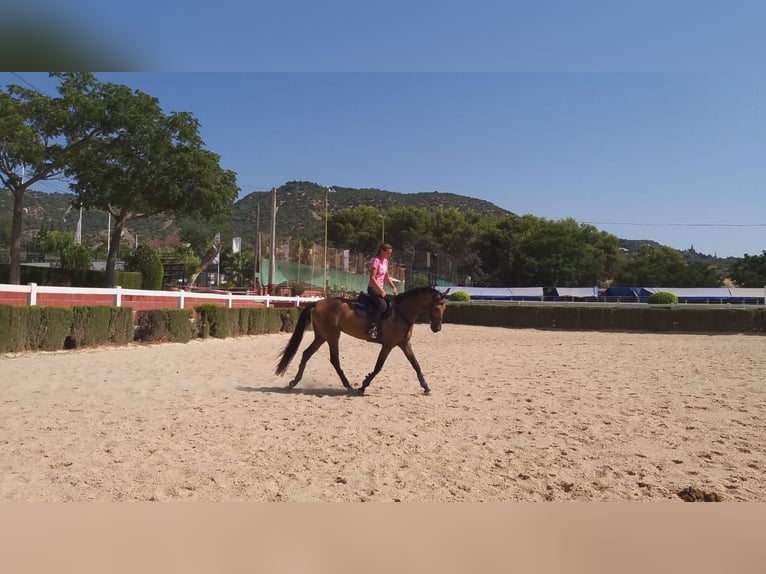 Andaluces Mestizo Yegua 8 años 162 cm Bayo in Córdoba