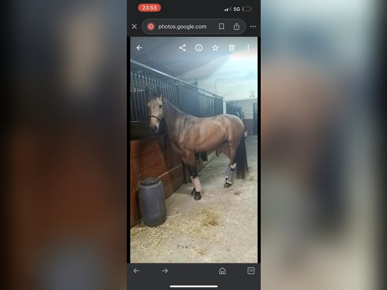 Andaluces Mestizo Yegua 8 años 162 cm Bayo in Córdoba