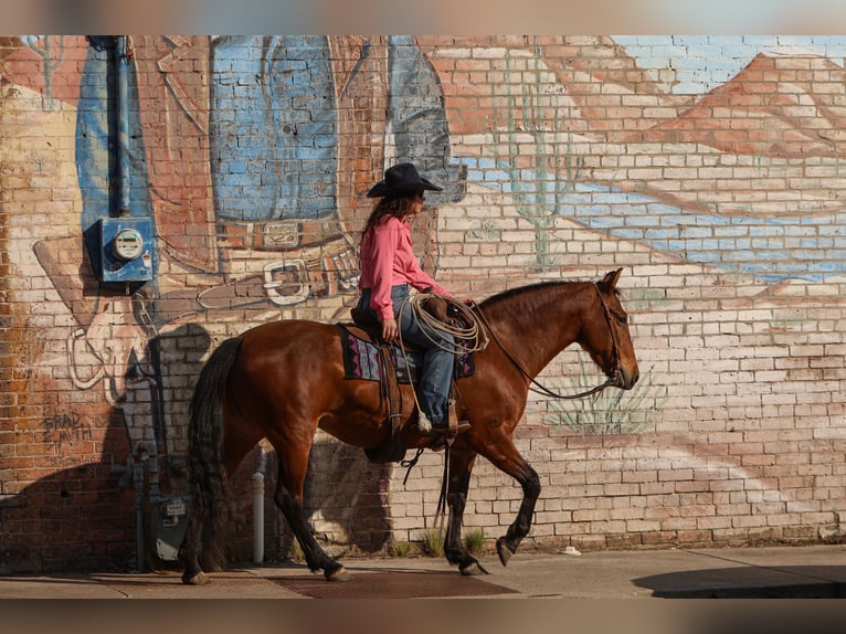 Andaluces Mestizo Yegua 9 años 147 cm Castaño rojizo in Stephenville, TX