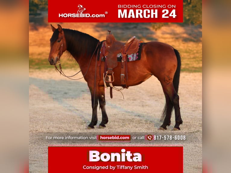 Andaluces Mestizo Yegua 9 años 147 cm Castaño rojizo in Stephenville, TX