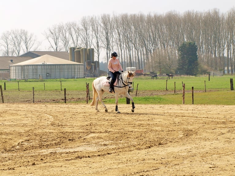 Andaluces Mestizo Yegua 9 años 153 cm Perla in Kootwijkerbroek