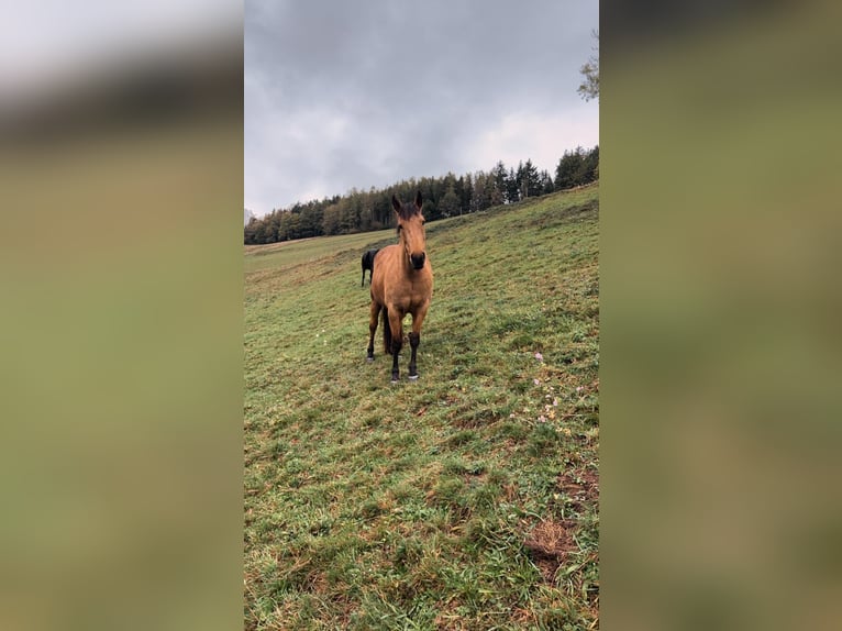 Andaluces Yegua 9 años 160 cm Buckskin/Bayo in Buchenbach