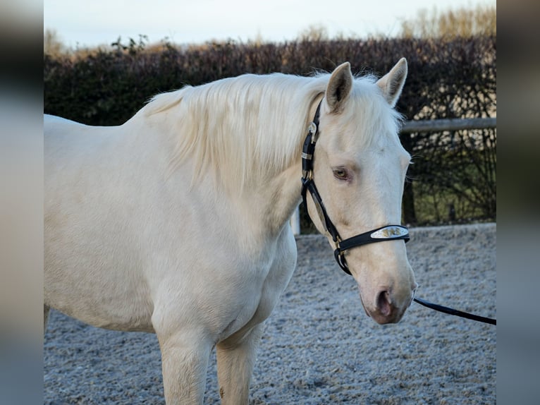 Andaluces Yegua 9 años 160 cm Champán in Neustadt (Wied)