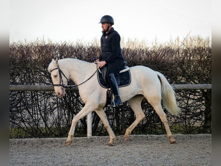 Andaluces Yegua 9 años 160 cm Champán in Neustadt (Wied)