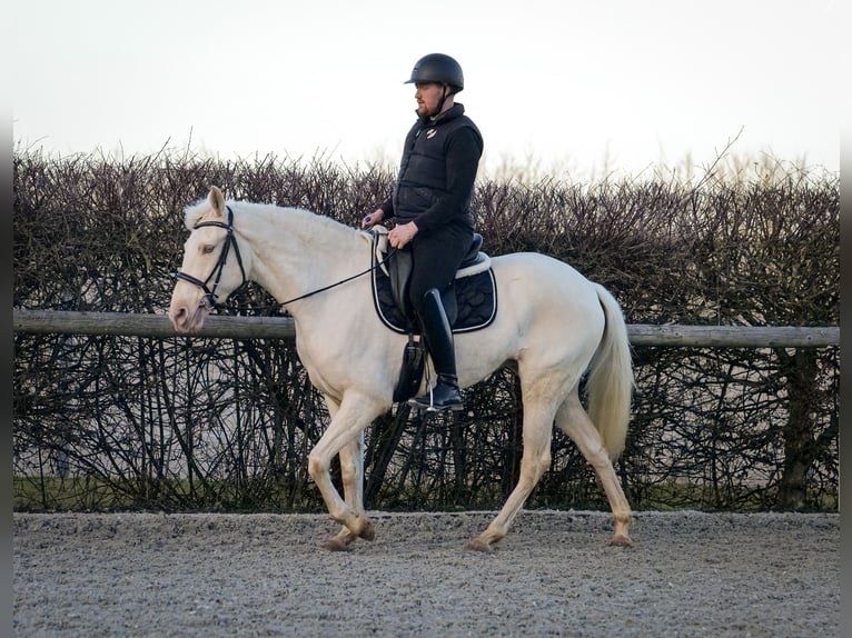 Andaluces Yegua 9 años 160 cm Champán in Neustadt (Wied)