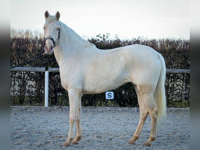 Andaluces Yegua 9 años 160 cm Champán in Neustadt (Wied)