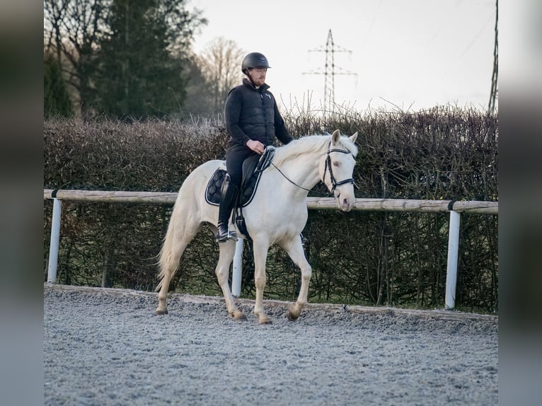 Andaluces Yegua 9 años 160 cm Champán in Neustadt (Wied)