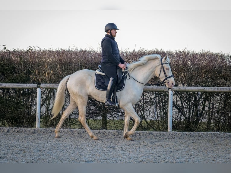 Andaluces Yegua 9 años 160 cm Champán in Neustadt (Wied)