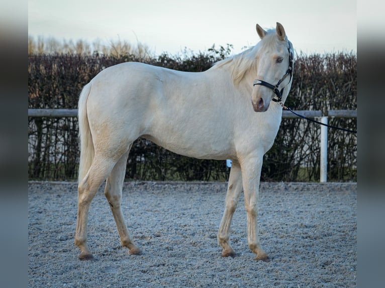 Andaluces Yegua 9 años 160 cm Champán in Neustadt (Wied)