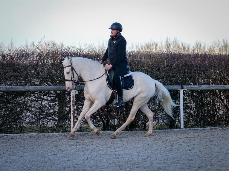 Andaluces Yegua 9 años 160 cm Champán in Neustadt (Wied)