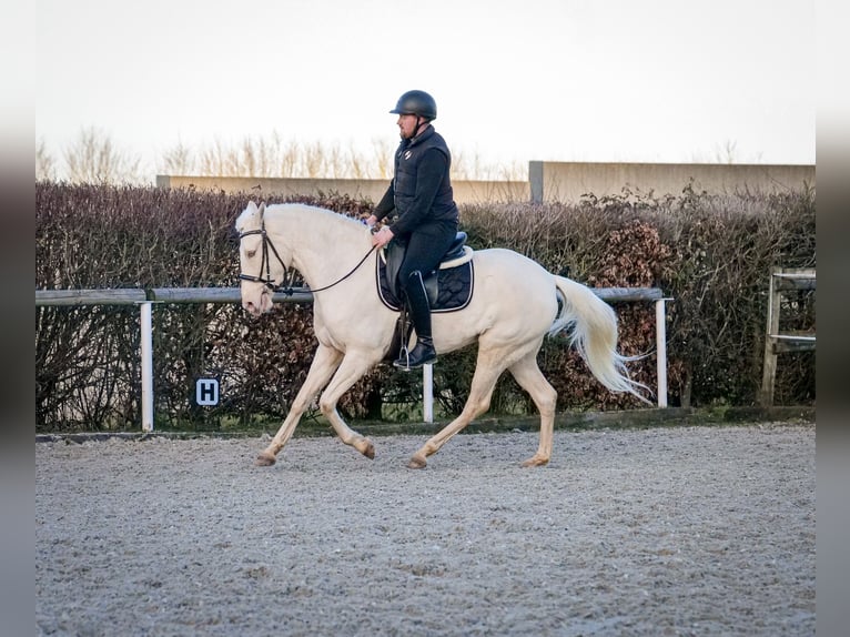 Andaluces Yegua 9 años 160 cm Champán in Neustadt (Wied)