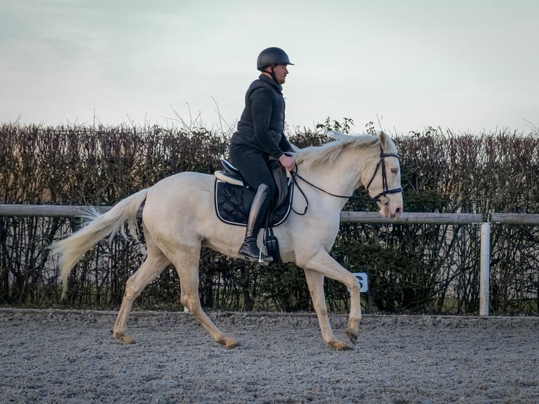 Andaluces Yegua 9 años 160 cm Champán in Neustadt (Wied)