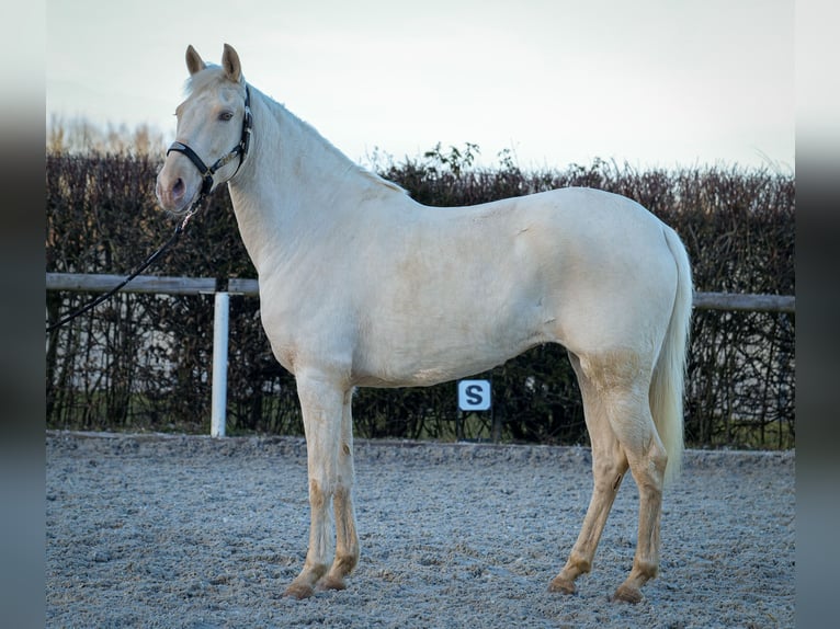 Andaluces Yegua 9 años 160 cm Champán in Neustadt (Wied)