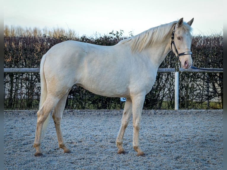 Andaluces Yegua 9 años 160 cm Champán in Neustadt (Wied)