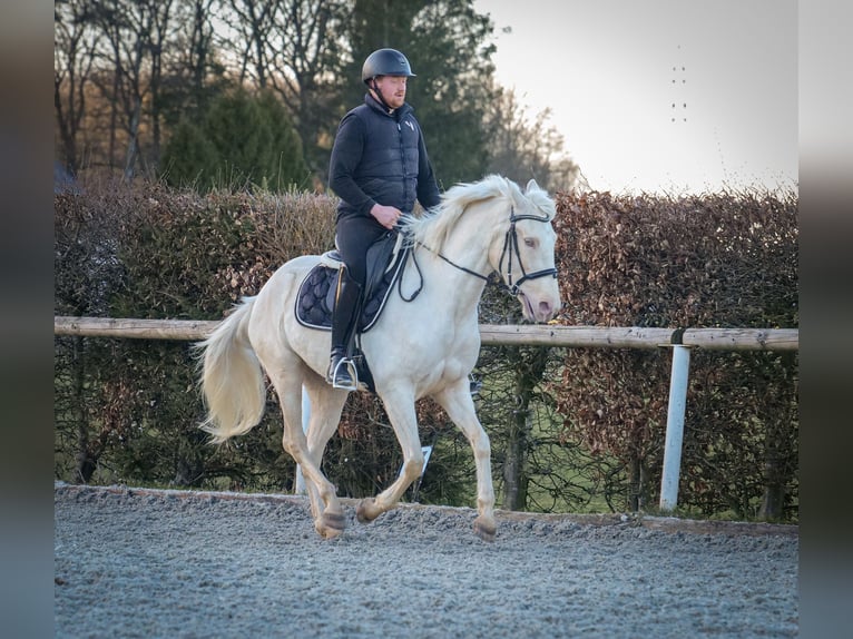 Andaluces Yegua 9 años 160 cm Champán in Neustadt (Wied)