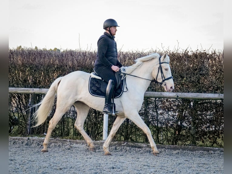 Andaluces Yegua 9 años 160 cm Champán in Neustadt (Wied)