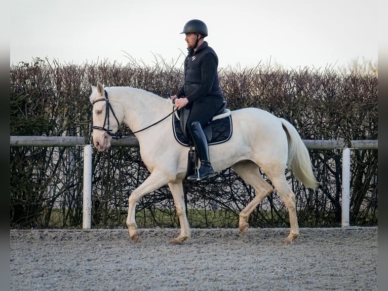 Andaluces Yegua 9 años 160 cm Champán in Neustadt (Wied)