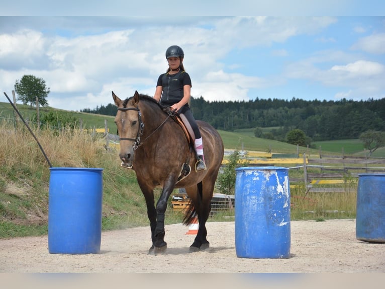 Andaluces Yegua 9 años 163 cm Bayo in Bonndorf im Schwarzwald