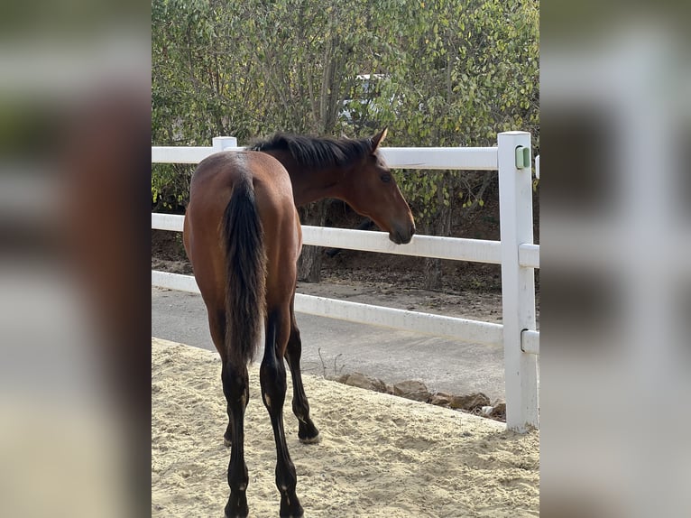 Andaluces Yegua Potro (03/2025) 130 cm Castaño rojizo in El Romeral
