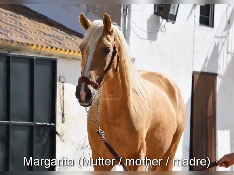 Andaluces Yegua Potro (04/2026) 160 cm Perla in Provinz Cordoba
