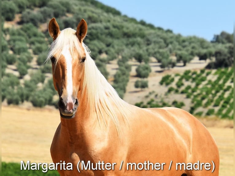 Andaluces Yegua Potro (04/2026) 160 cm Perla in Provinz Cordoba