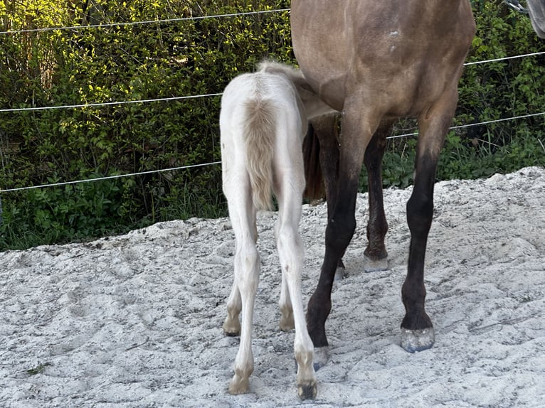 Andaluces Yegua Potro (04/2026) 160 cm Perlino in Gößweinstein