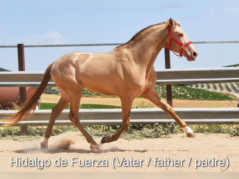 Andaluces Yegua  Bayo in Provinz Cordoba