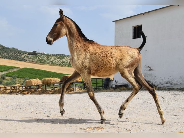 Andaluces Yegua  Bayo in Provinz Cordoba