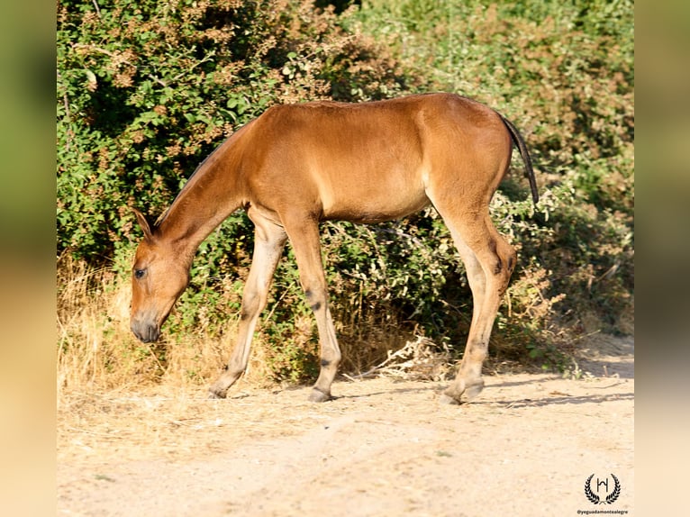 Andaluces Yegua Potro (01/2026) Castaño oscuro in Navalperal De Pinares