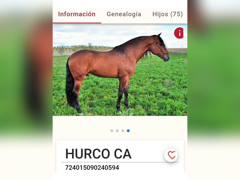 Andaluces Yegua Potro (01/2026) Castaño oscuro in Navalperal De Pinares