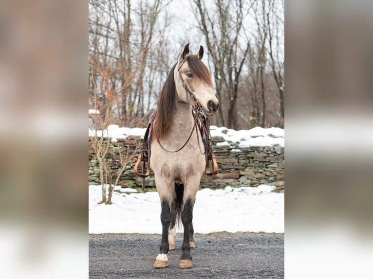 Andalusian Gelding 10 years 14,2 hh Buckskin in everette PA
